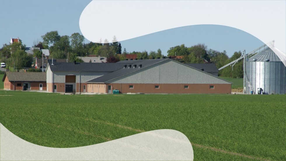 xl-187.jpg Arbejde i den danske griseproduktion - Billede 1